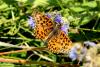 Boloria dia